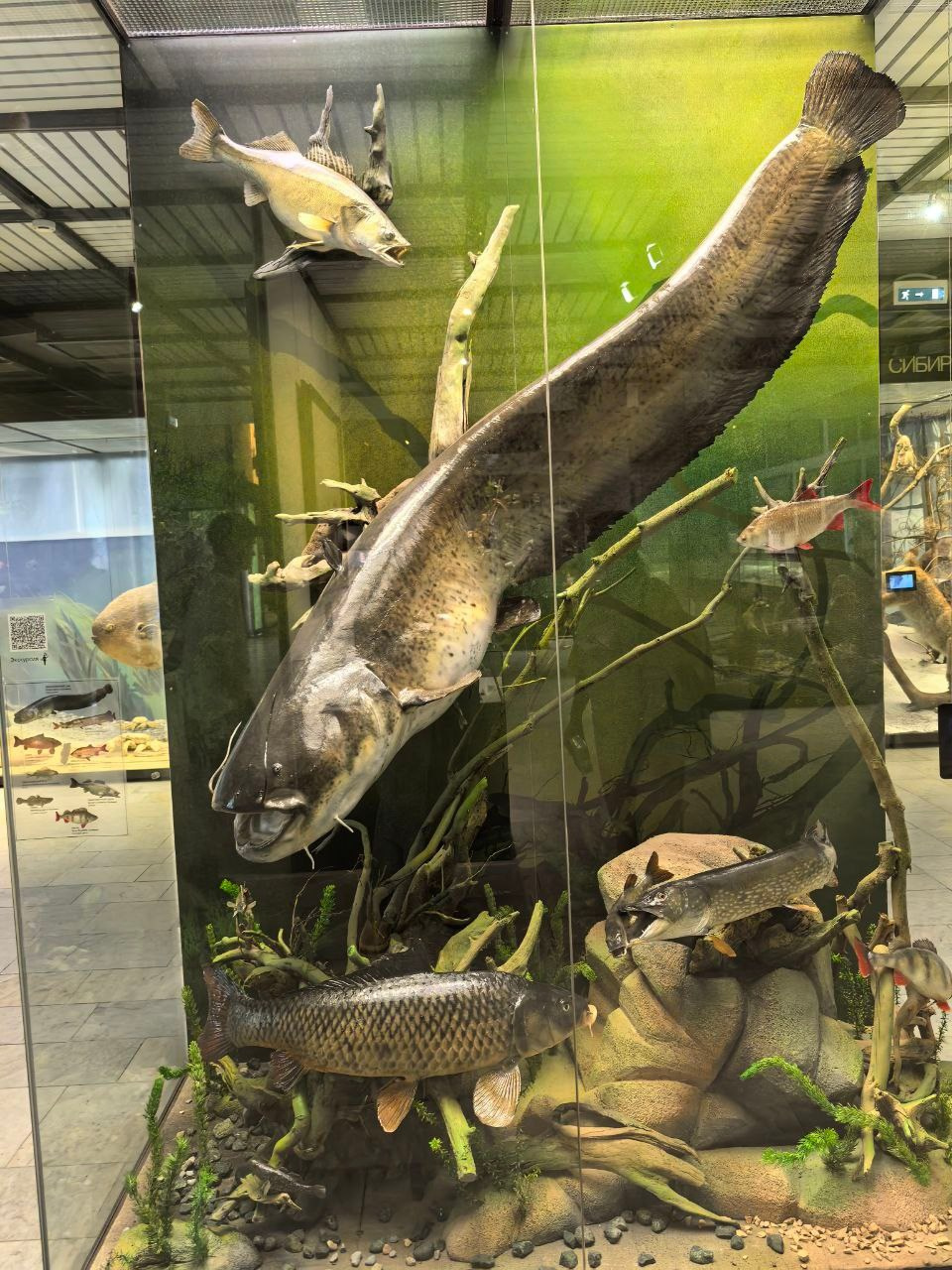 Дарвиновский музей г. Москва экологические приключения. АНО «Центра социальных проектов «Путь в большой мир»