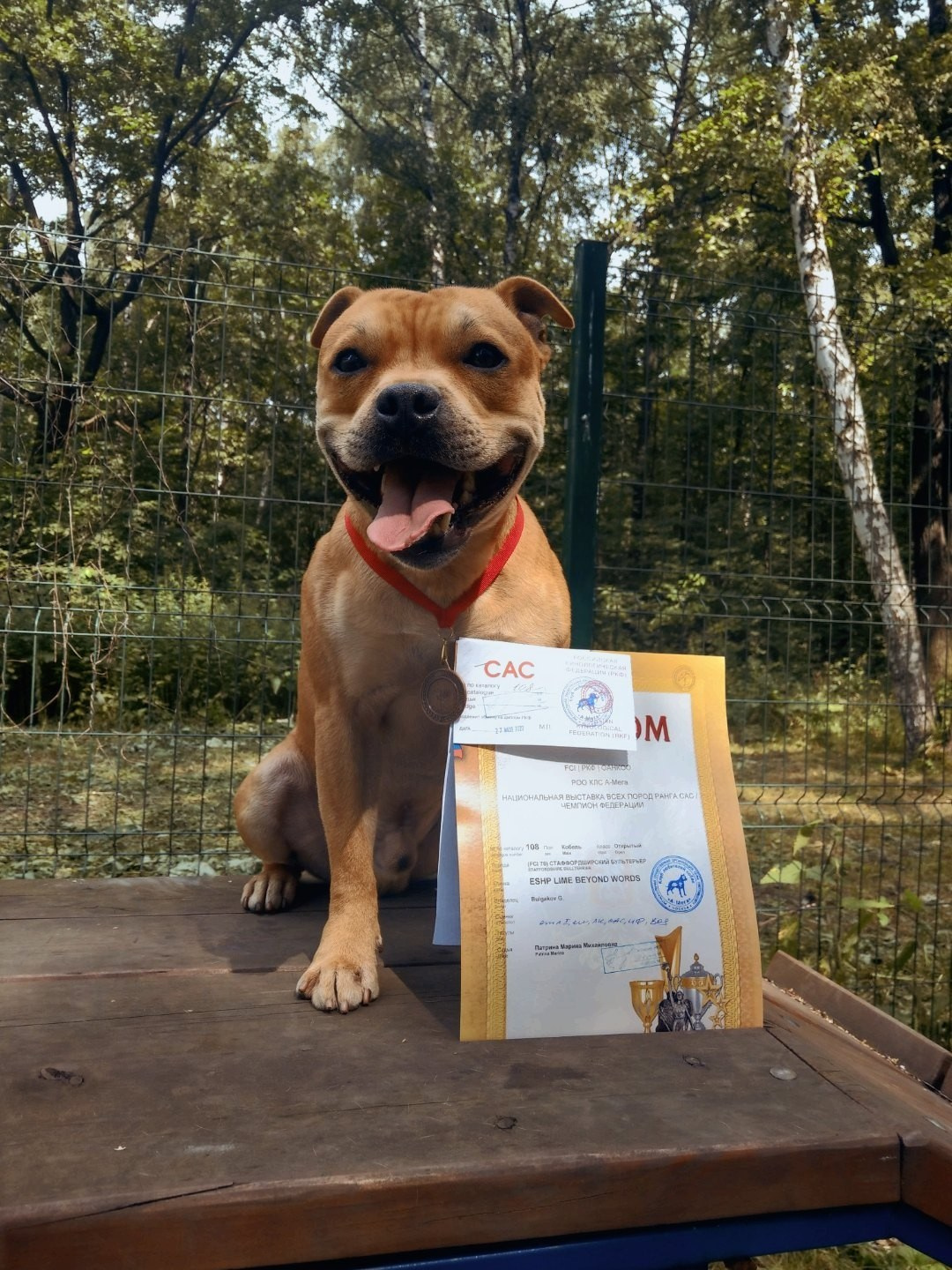 Шмель. BLGKV питомник собак