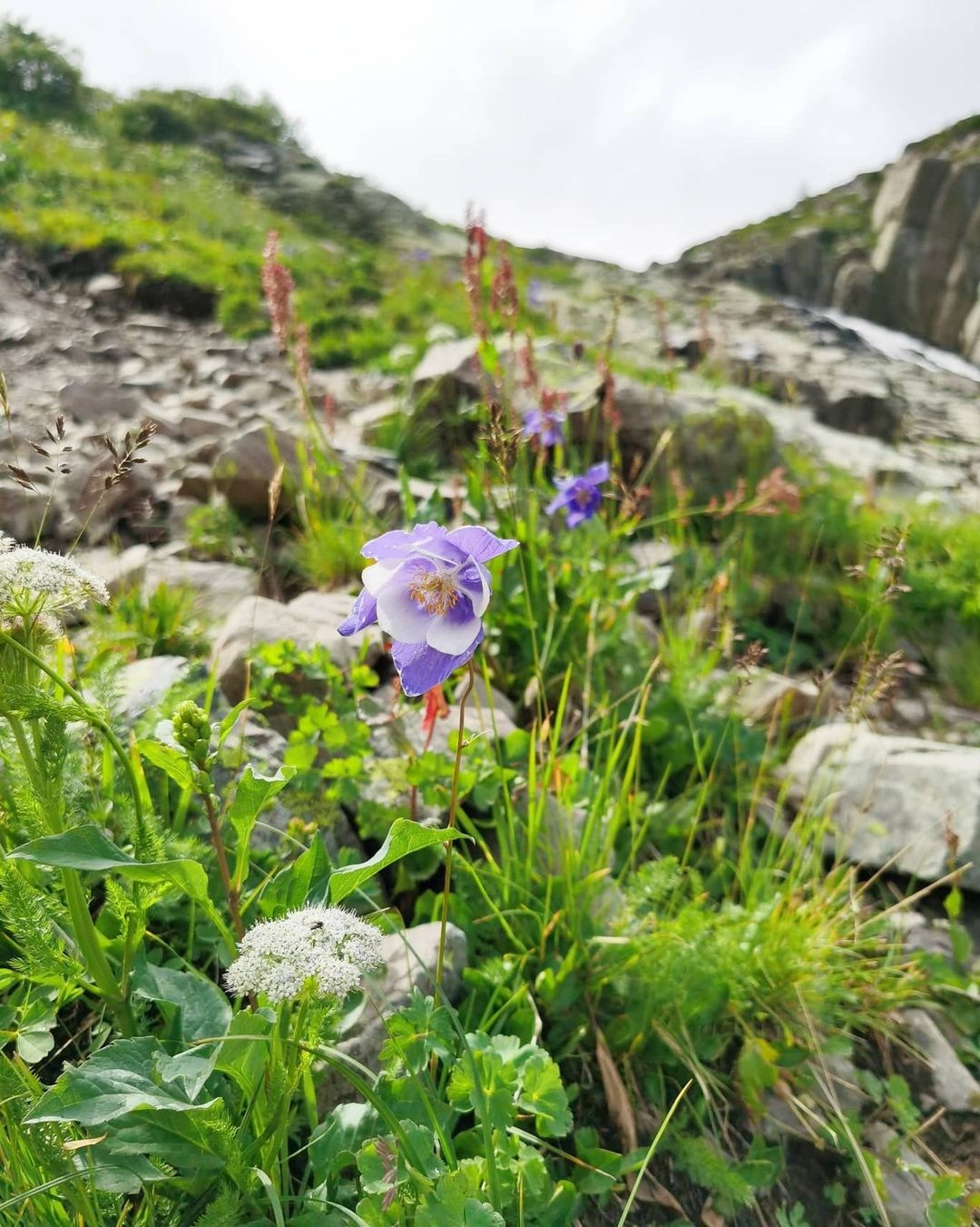 Anka`s Instagram. Заставка