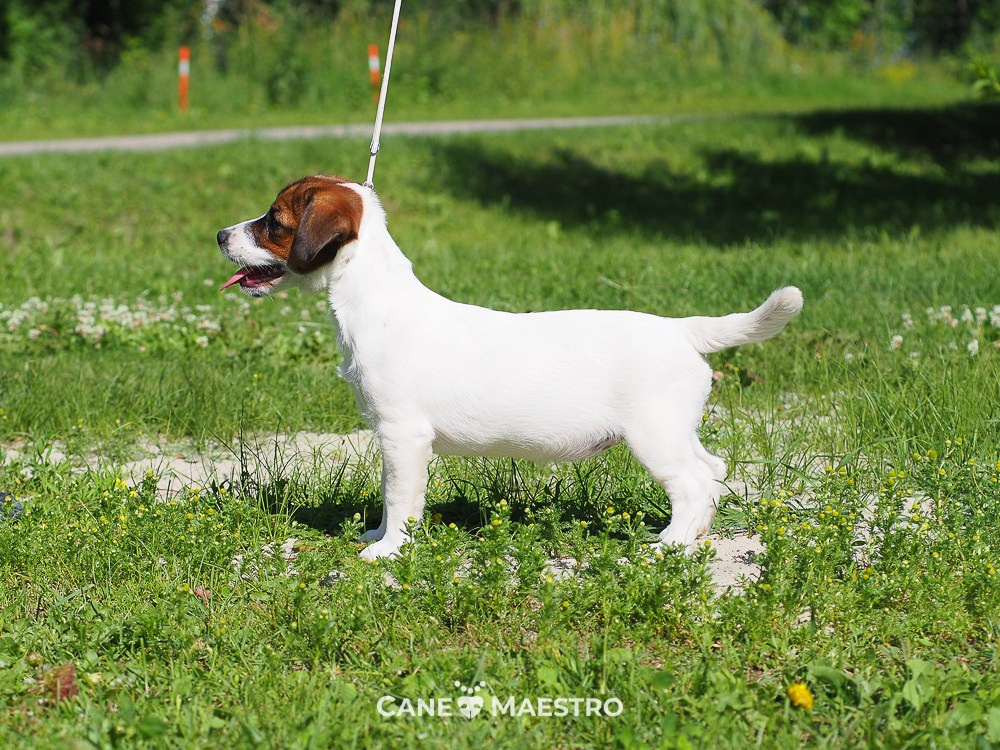 Щенок Джек-рассел-терьер. КМ ФЕЛИЧИТА. Гладкий тип шерсти. Девочка №2. КАНЕ МАЭСТРО — питомник Джек рассел терьеров