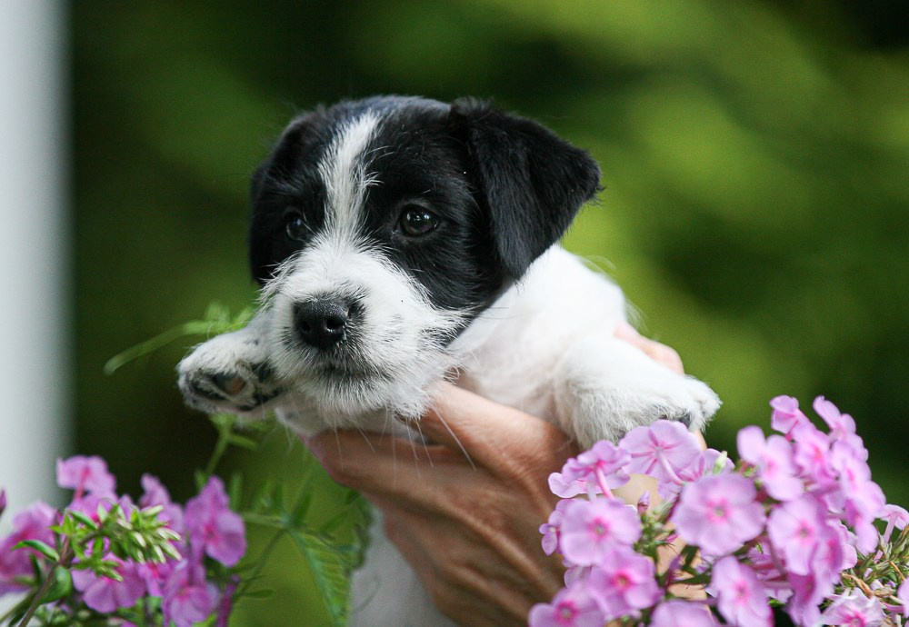 CANE MAESTRO RONDO. CANE MAESTRO — kennel Jack Russell Terrier