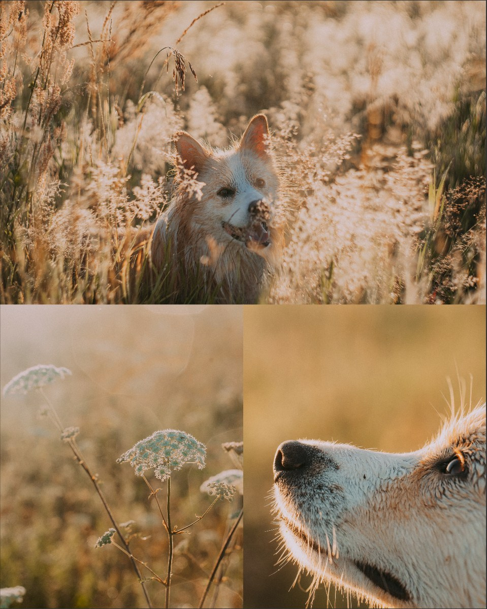 Рина и Марси. Фотограф анималист в Москве и Санкт-Петербурге Свиридова Анна