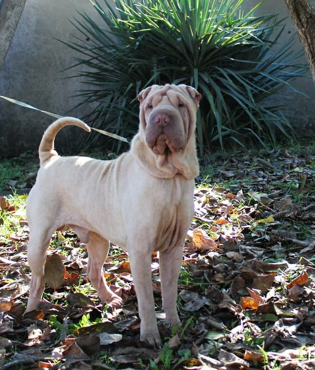 Питомник собак Иркутск