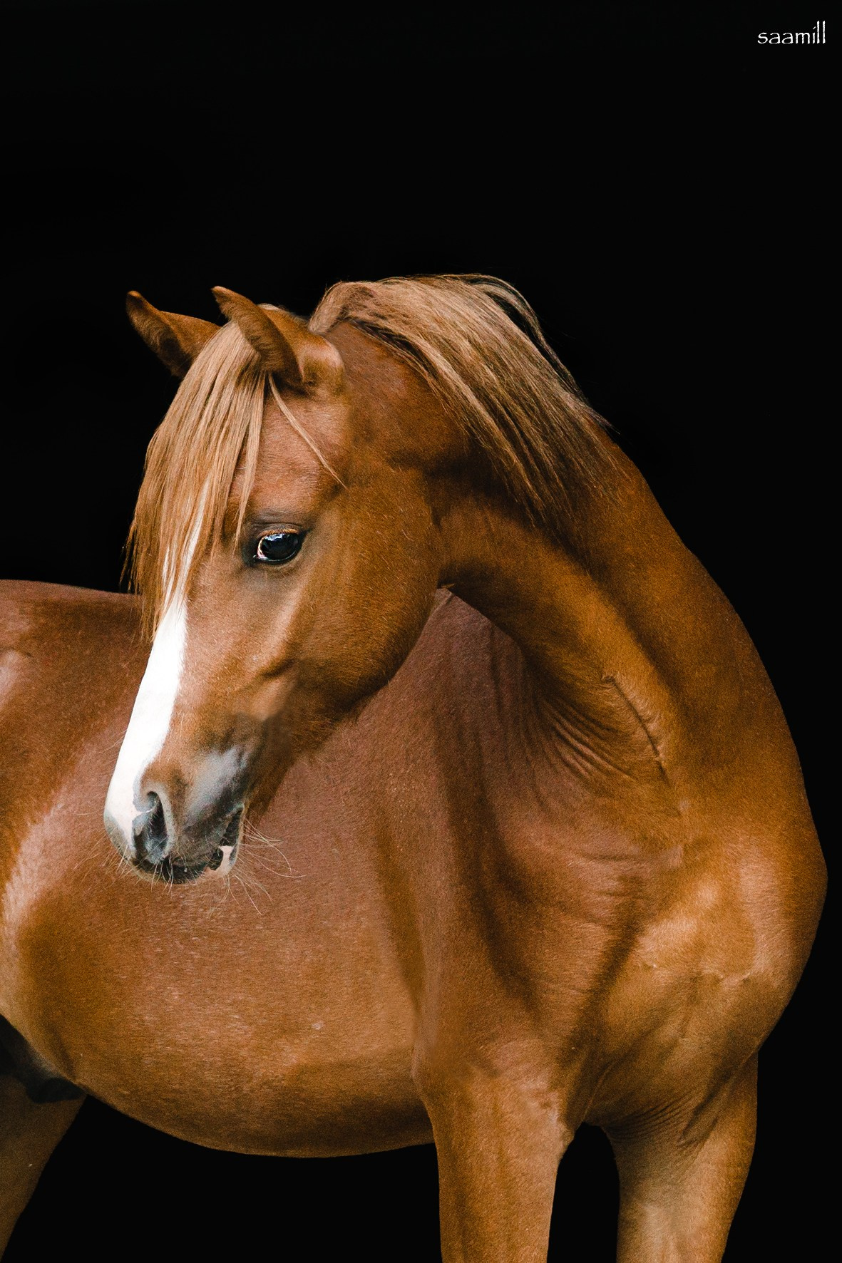 Life with horse. Saamill