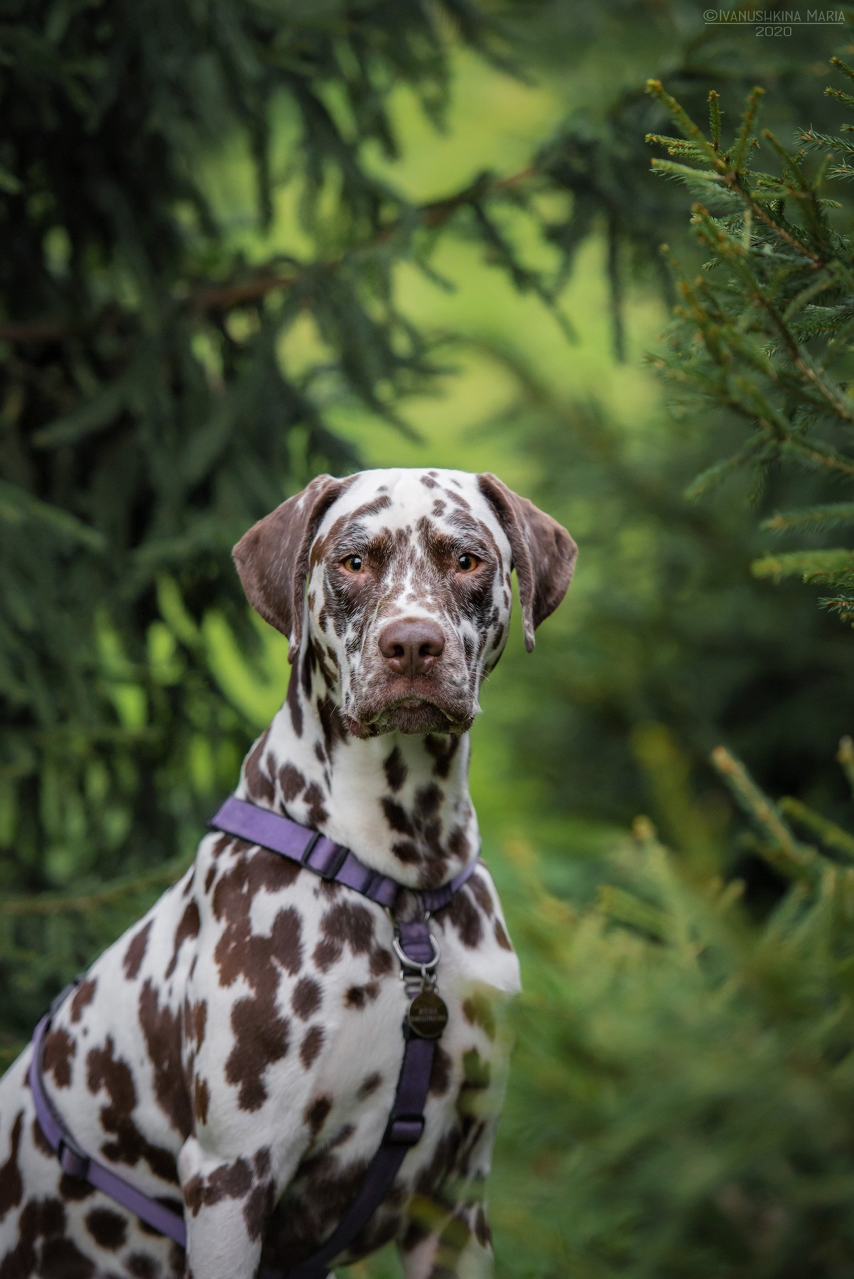 коричневый далматин