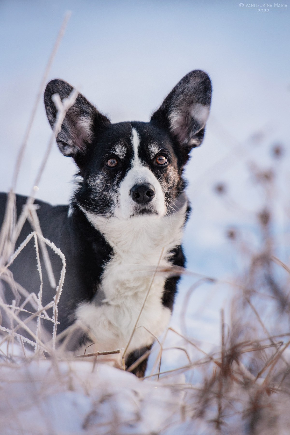 Фотограф-анималист. Фотограф собак в Москве и Московской области Иванушкина Мария