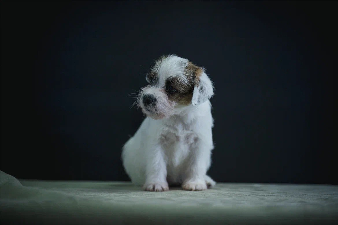 Сука 2. Lovely-Orange питомник джек рассел терьеров