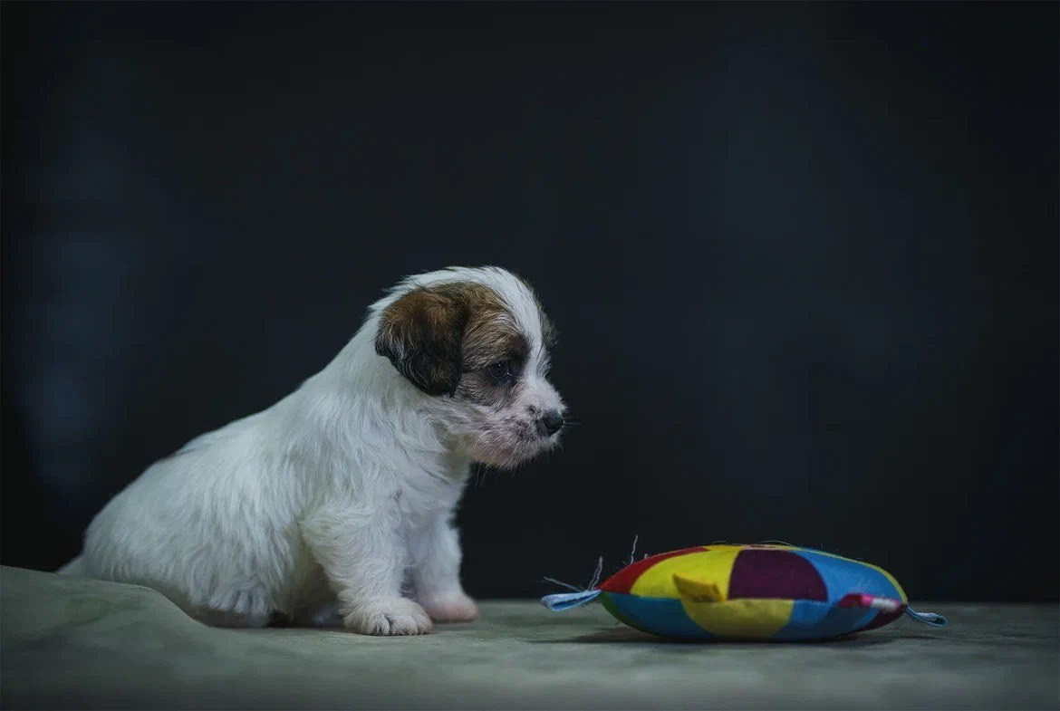 Сука 3. Lovely-Orange питомник джек рассел терьеров