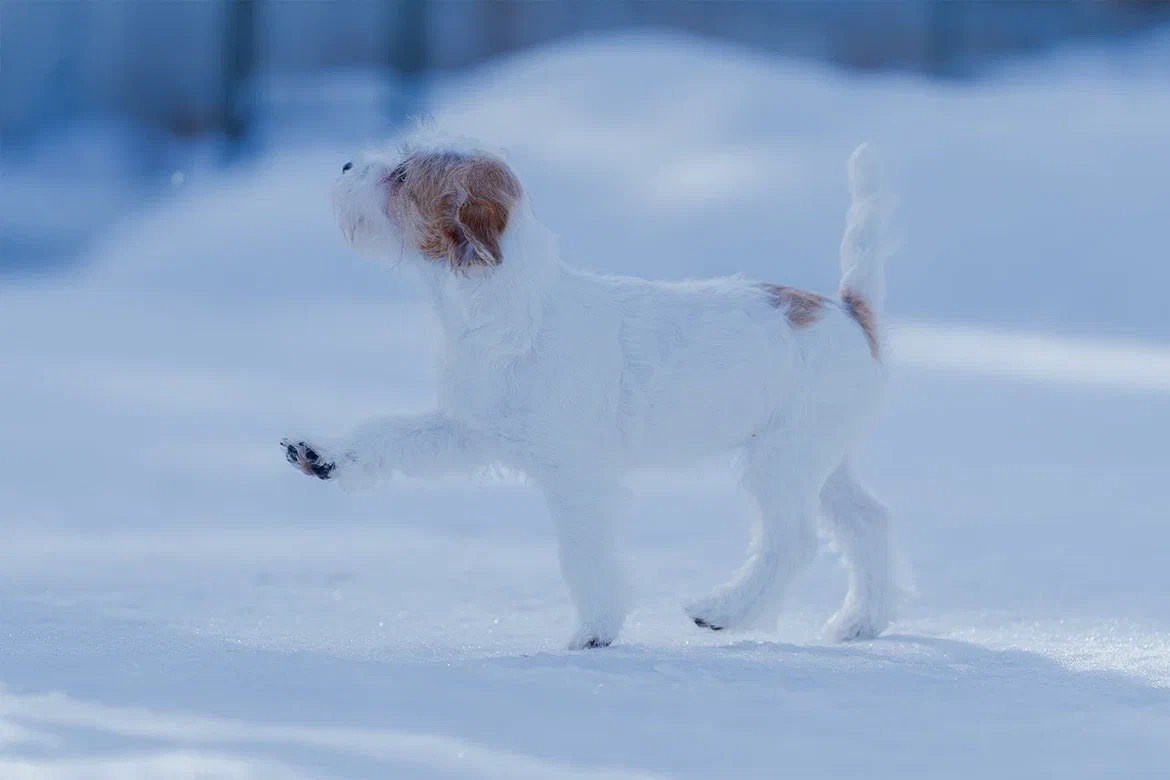 Сука 5. Lovely-Orange питомник джек рассел терьеров