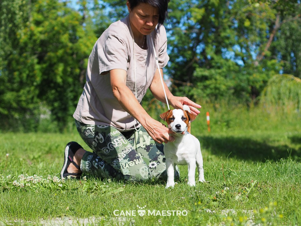 Щенок Джек-рассел-терьер. КМ ФЕРИТЕЙЛ. Гладкий джек рассел. Девочка№1. КАНЕ МАЭСТРО — питомник Джек рассел терьеров
