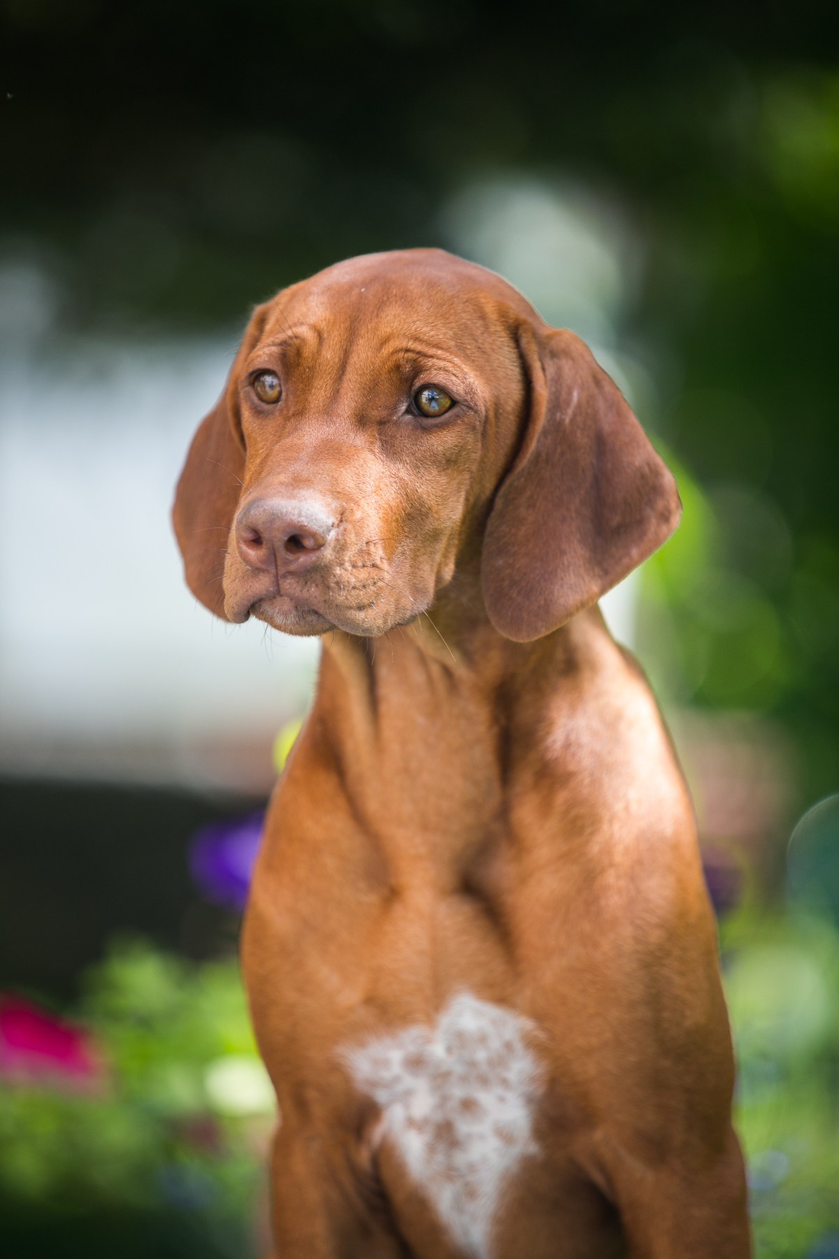 Щенки. Семейный и детский фотограф в Москве Мария Быкова
