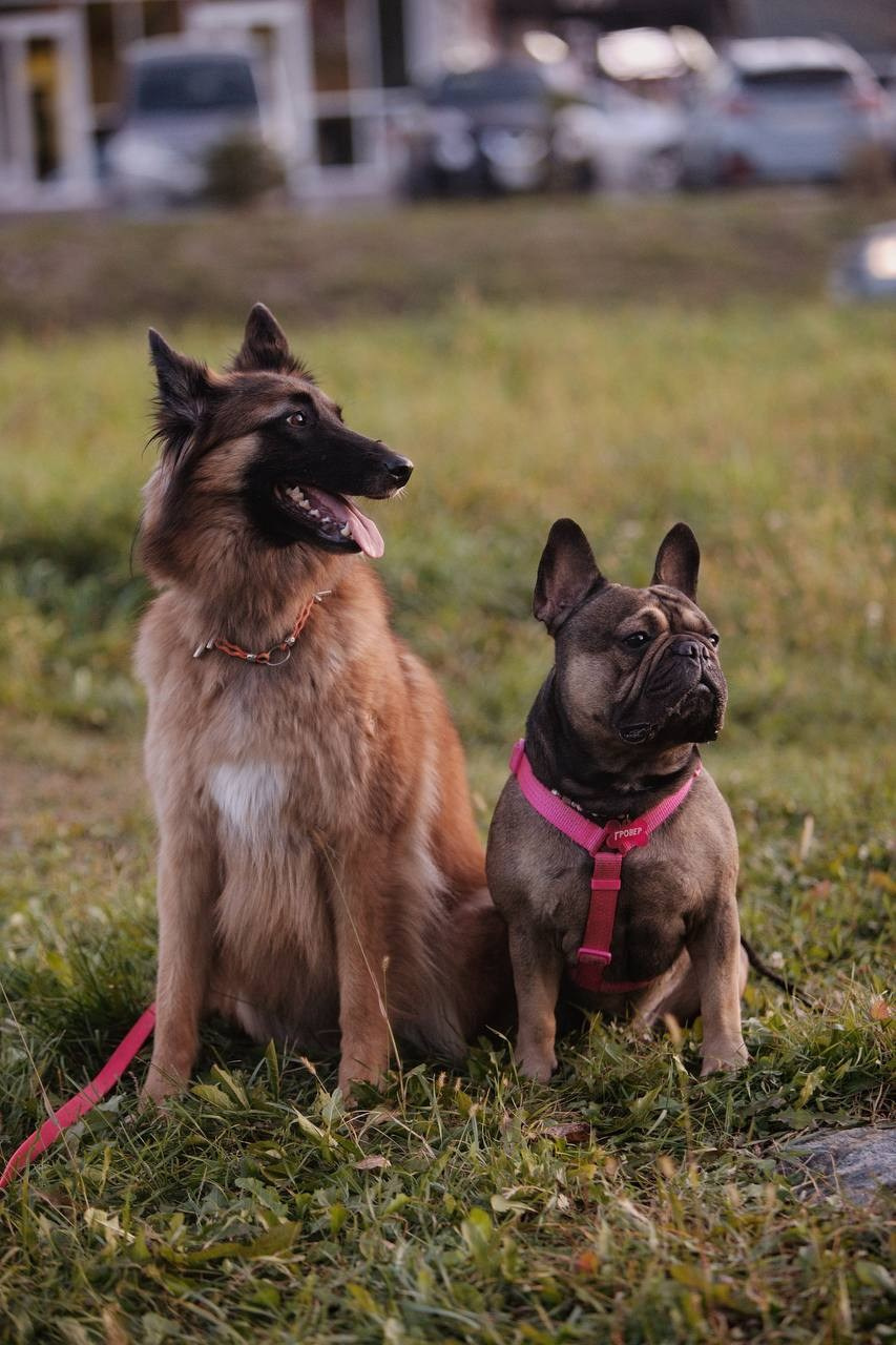 Фото Прогулки. Семейный фотограф анималист г. Находка
