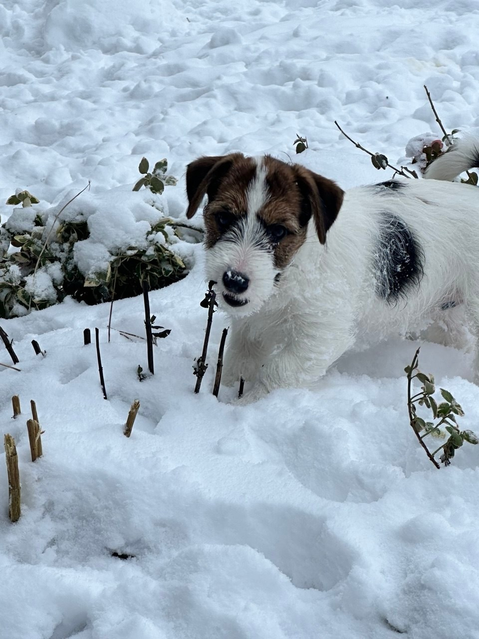 BELIEVE ME. Lovely-Orange питомник джек рассел терьеров