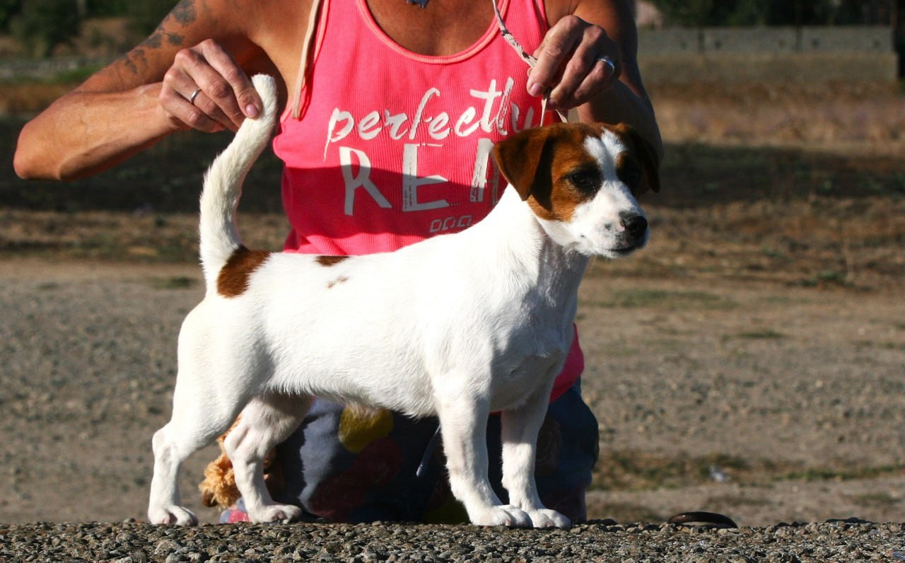 Lovely-Orange Avrora. Lovely-Orange питомник джек рассел терьеров