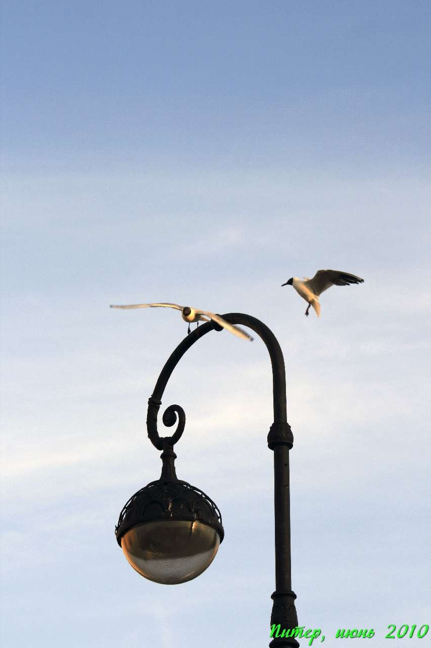 Питер 2010 г. Улица, люди, жизнь…