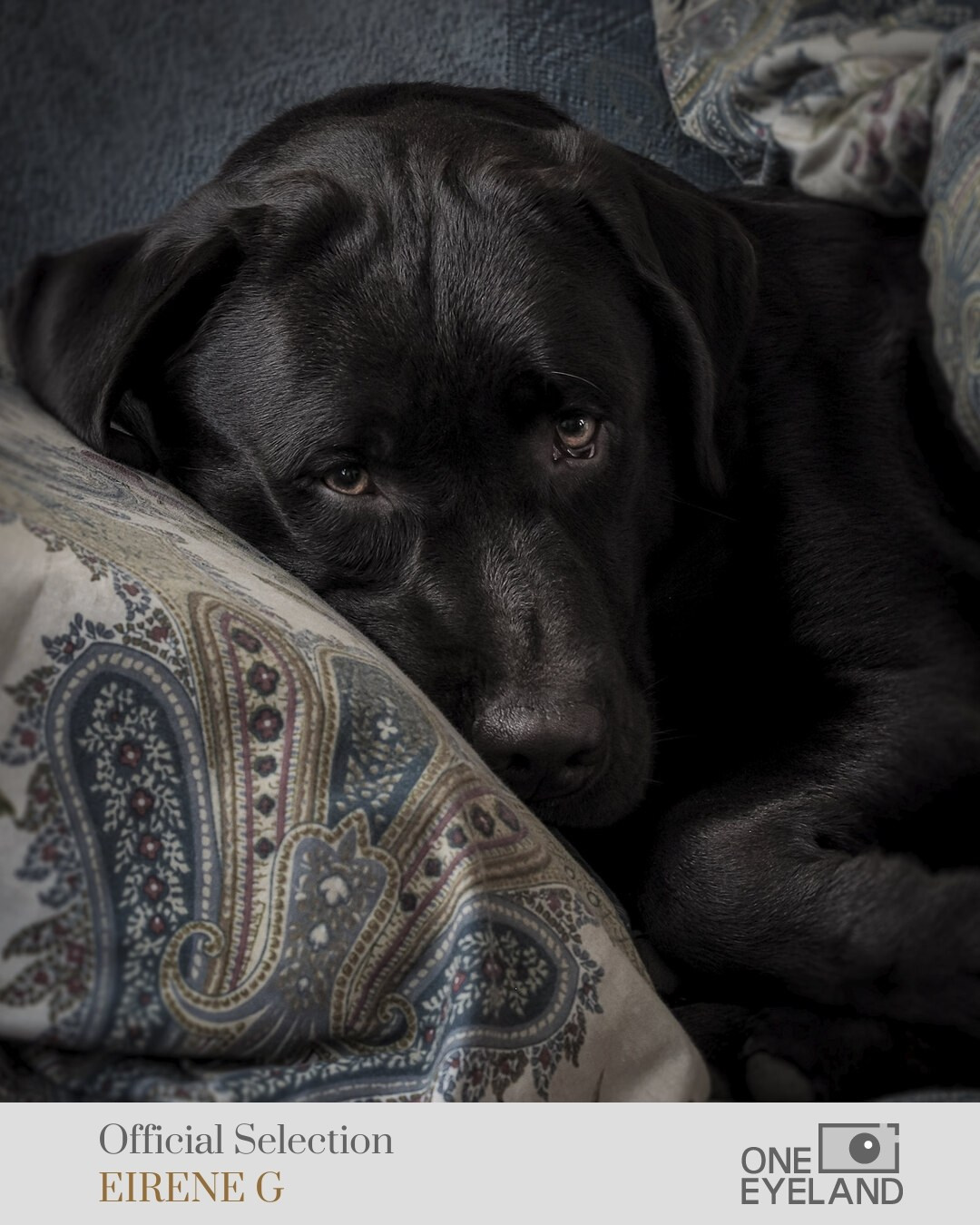 ONEEYELAND GALLERY. Eirene G |  Photoartist | Flowers from my garden