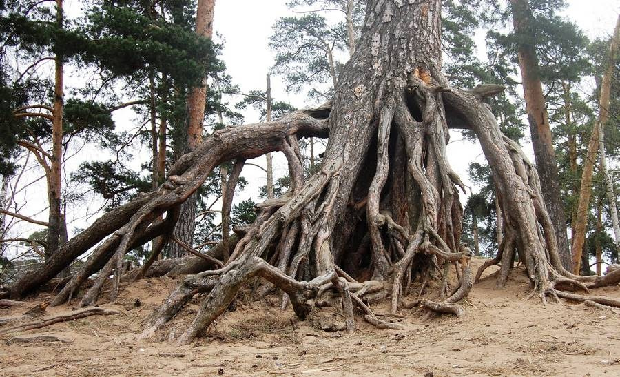 Съёмка в парке — романтичные кадры у прудов и на мостиках среди природы