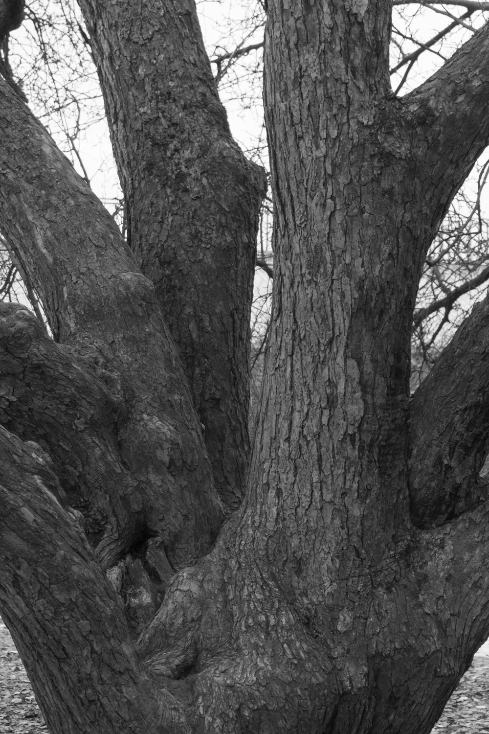 There is a branch in my shoulder. Maria Barakova