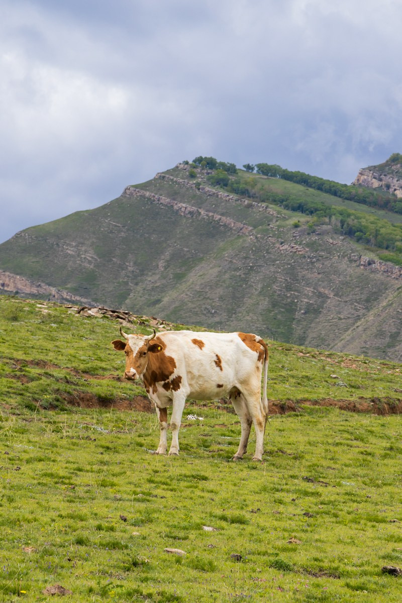 Животные. Photomantis