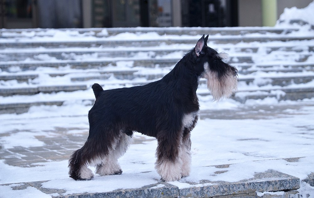 Оскар/Delinso Balance Zaffiro. Питомник цвергшнауцеров в Беларуси «Делинсо Бэлэнс»