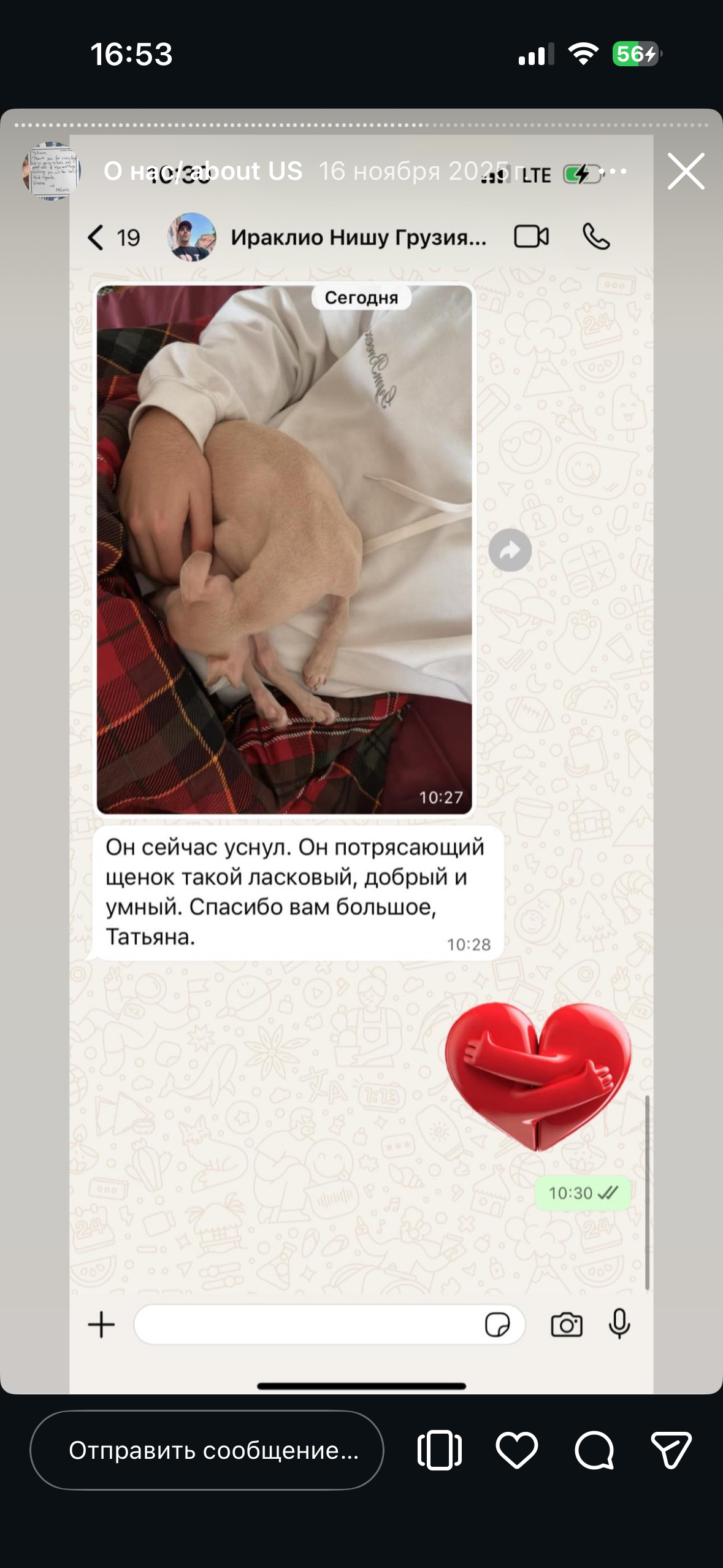 Отзывы от наших любимых владельцев. Профессиональный питомник левреток РКФ/FCI ASTI SAPPHIRE 💎 Сочи|Санкт-Петербург