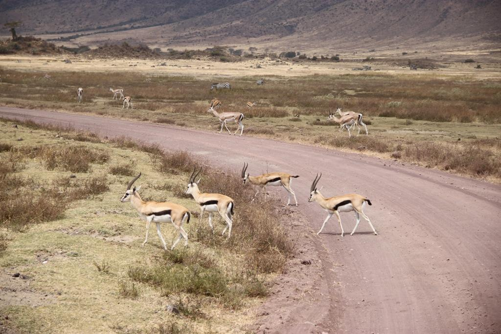 Ngorongoro Conservation Area. Andrey Filippov Photographer