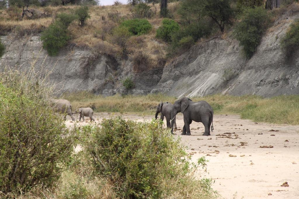 Tarangire National Park Tanzania. Andrey Filippov Photographer