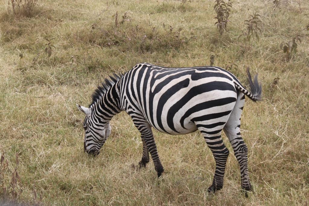 Ngorongoro Conservation Area. Andrey Filippov Photographer