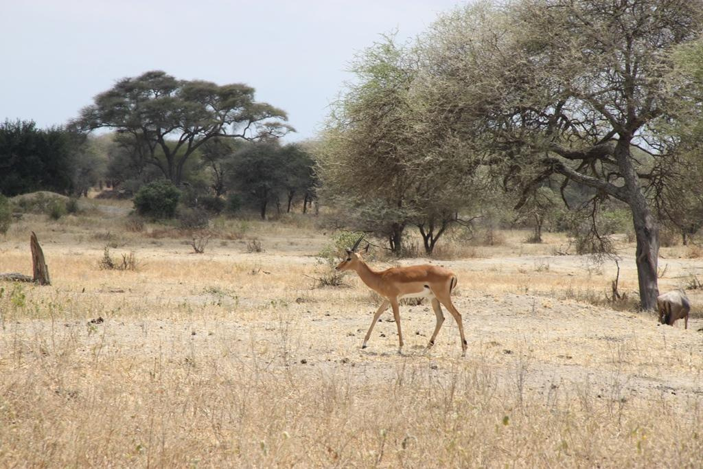 Tarangire National Park Tanzania. Andrey Filippov Photographer