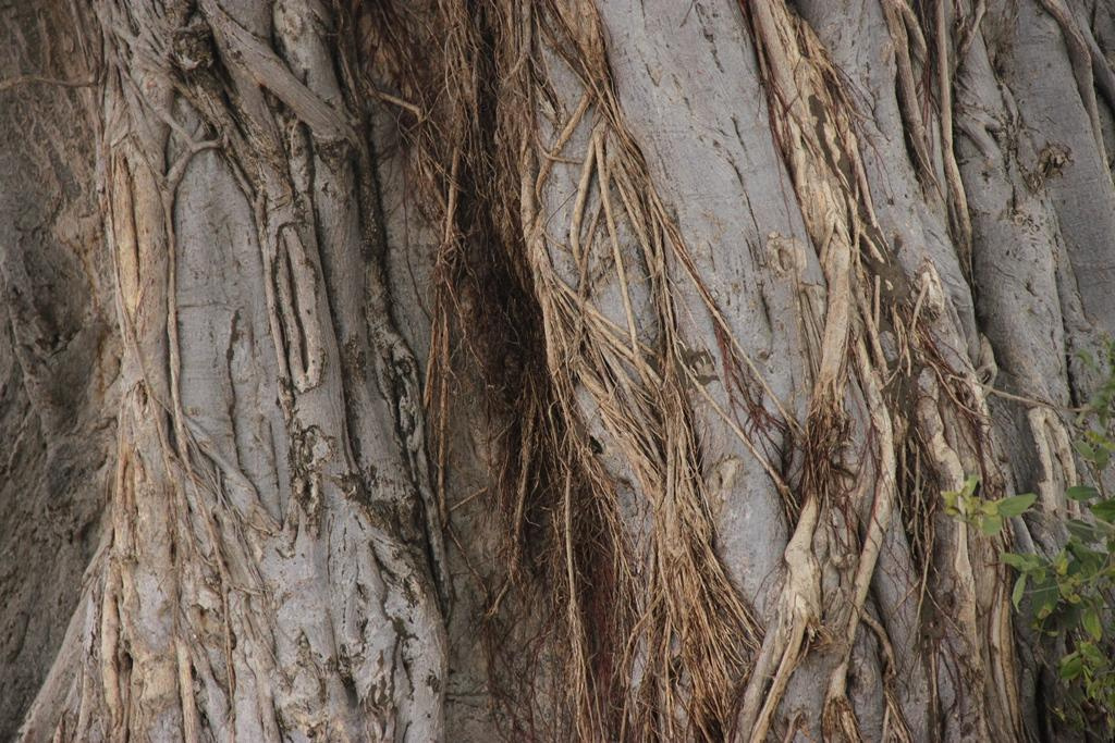 Tarangire National Park Tanzania. Andrey Filippov Photographer