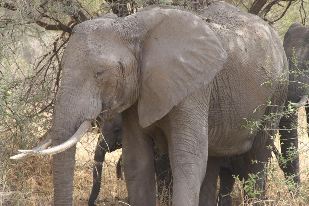 Tarangire National Park Tanzania. Andrey Filippov Photographer