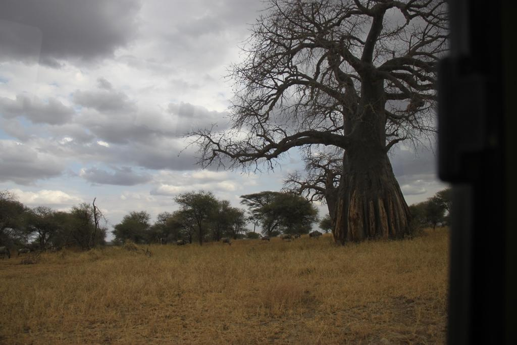 Tarangire National Park Tanzania. Andrey Filippov Photographer