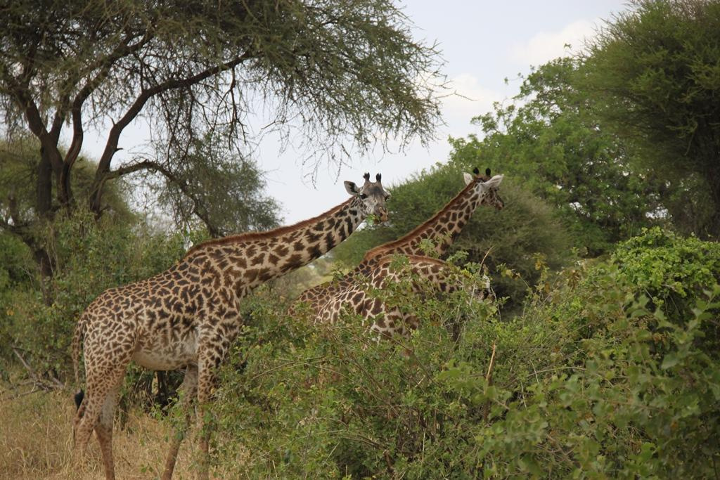 Tarangire National Park Tanzania. Andrey Filippov Photographer