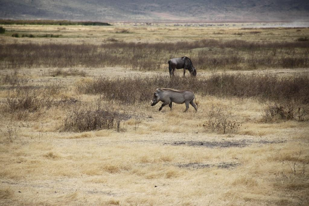 Ngorongoro Conservation Area. Andrey Filippov Photographer