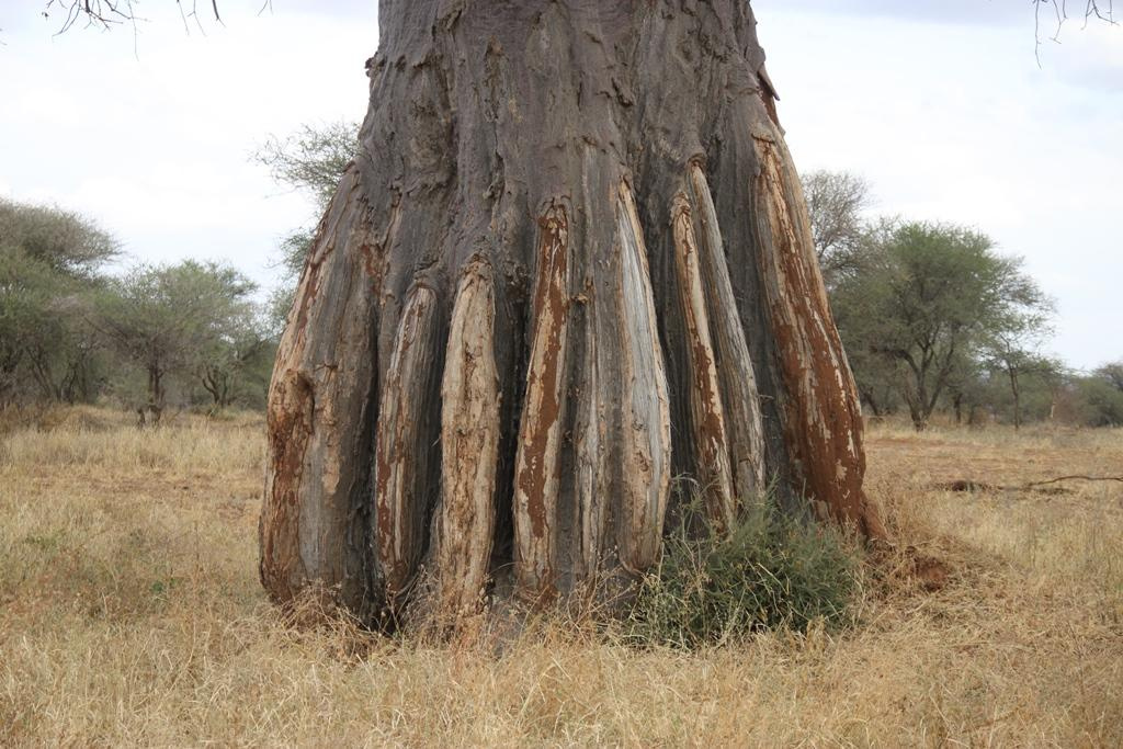 Tarangire National Park Tanzania. Andrey Filippov Photographer