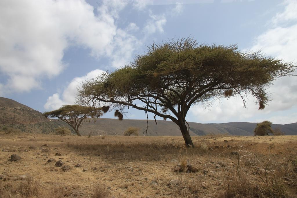 Ngorongoro Conservation Area. Andrey Filippov Photographer
