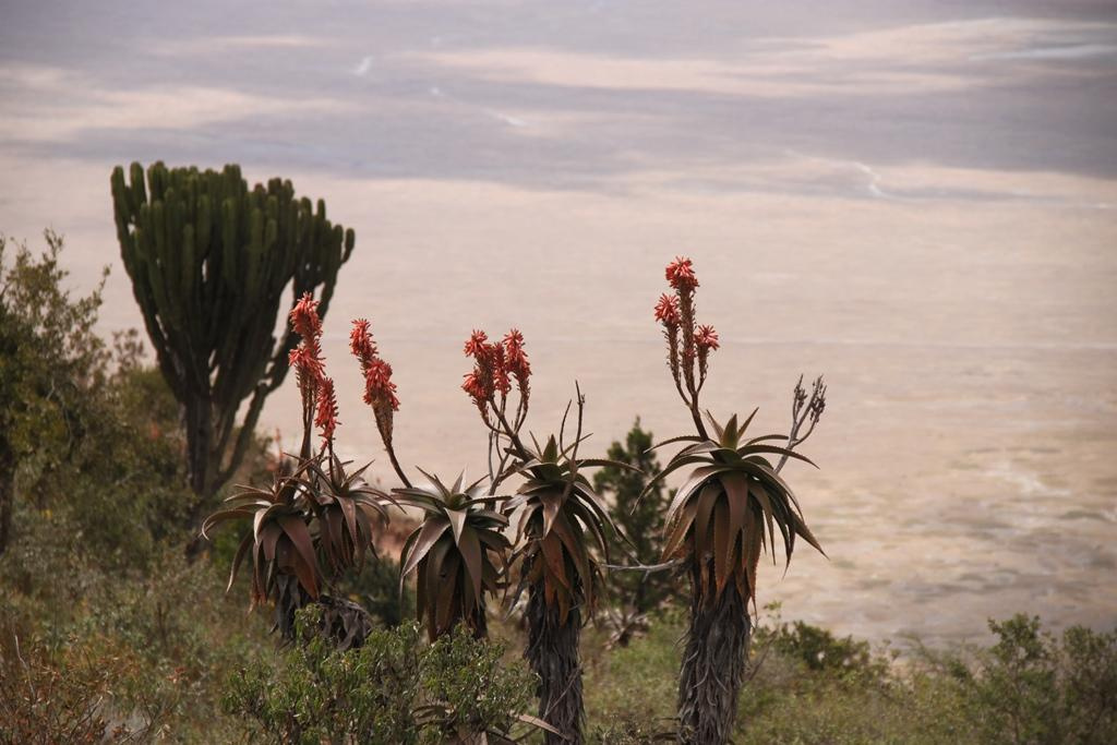 Ngorongoro Conservation Area. Andrey Filippov Photographer