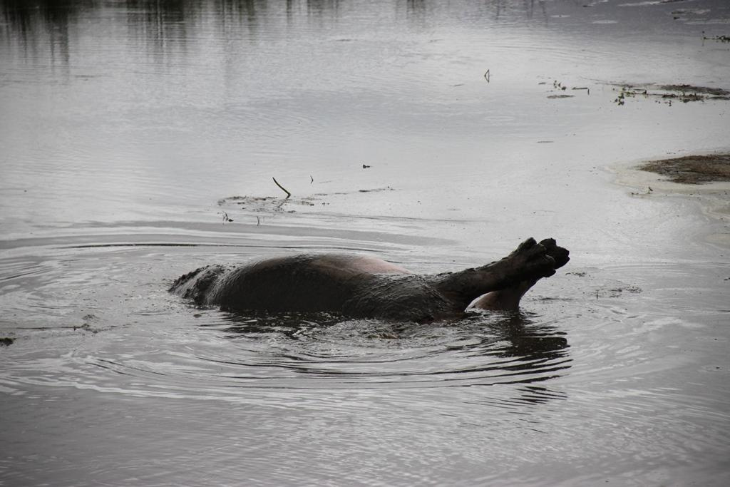 Ngorongoro Conservation Area. Andrey Filippov Photographer