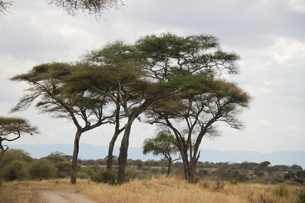 Tarangire National Park Tanzania. Andrey Filippov Photographer