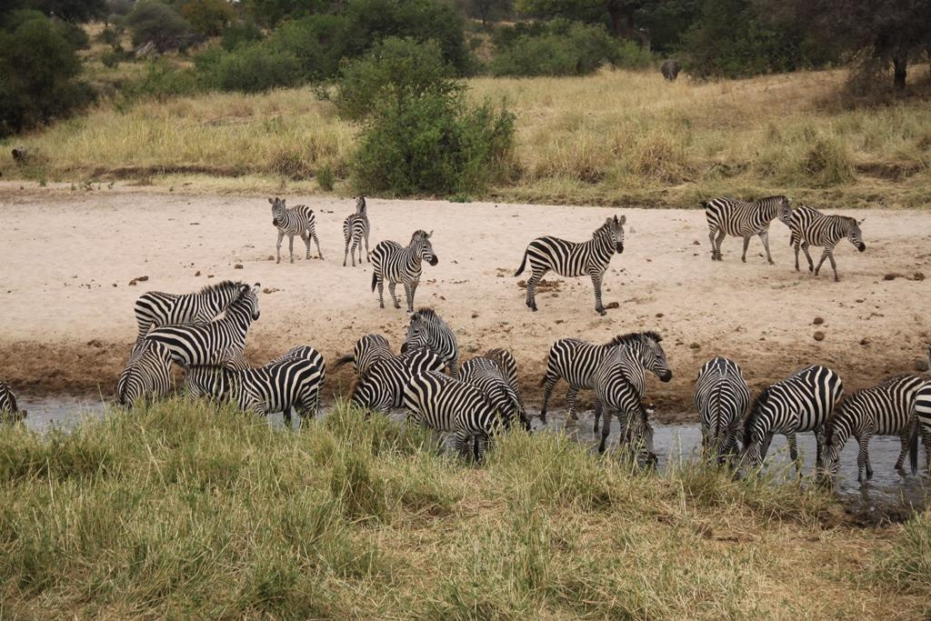 Tarangire National Park Tanzania. Andrey Filippov Photographer