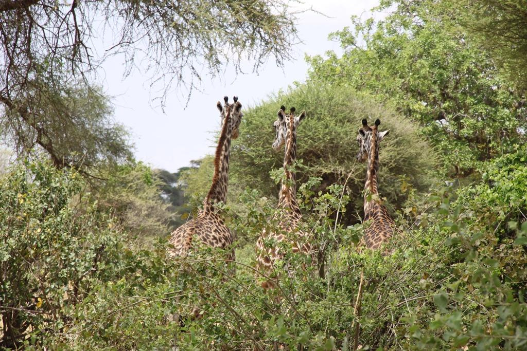 Tarangire National Park Tanzania. Andrey Filippov Photographer