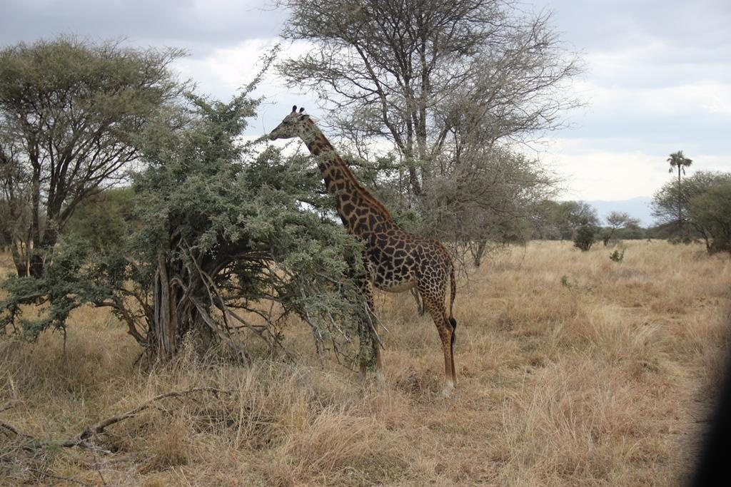 Tarangire National Park Tanzania. Andrey Filippov Photographer