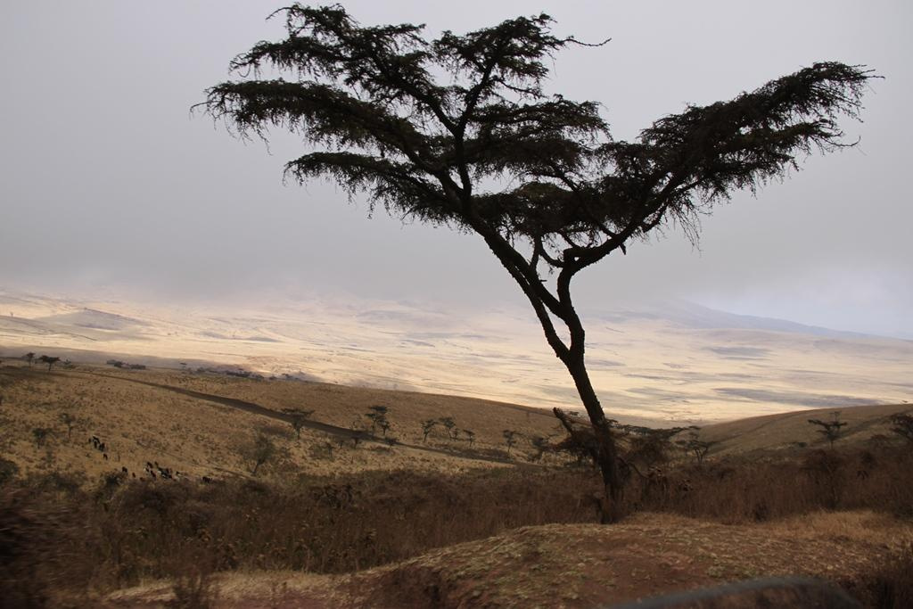 Ngorongoro Conservation Area. Andrey Filippov Photographer