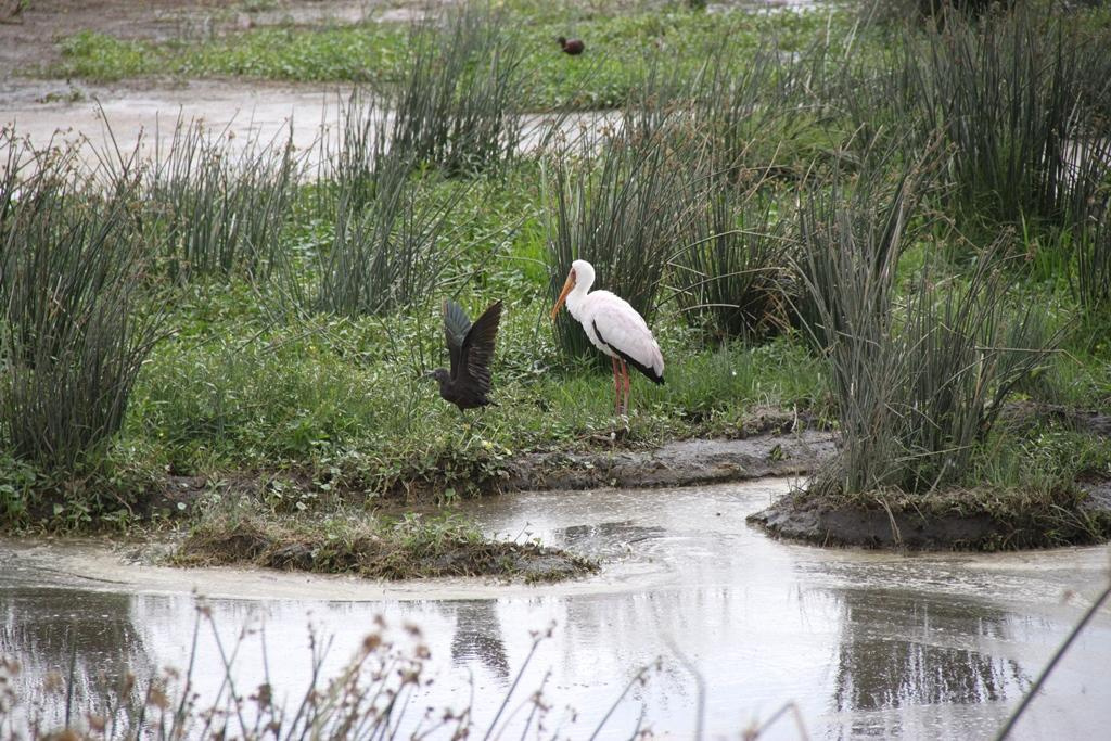 Ngorongoro Conservation Area. Andrey Filippov Photographer