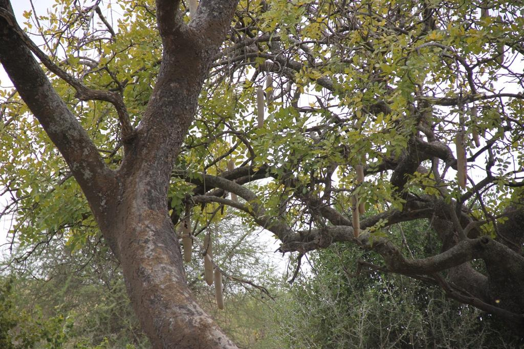 Tarangire National Park Tanzania. Andrey Filippov Photographer