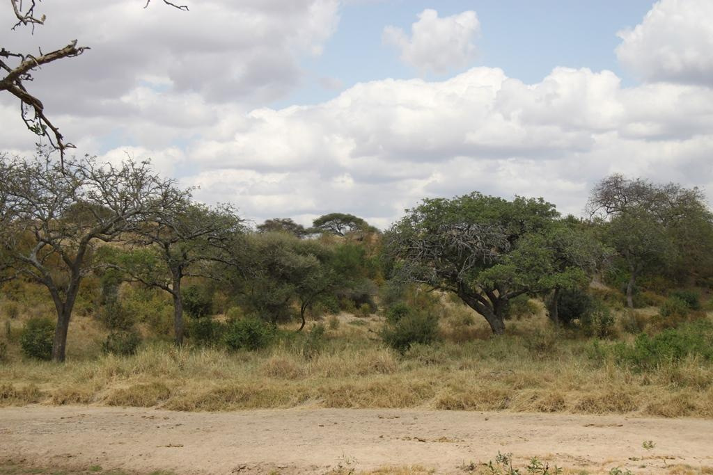 Tarangire National Park Tanzania. Andrey Filippov Photographer