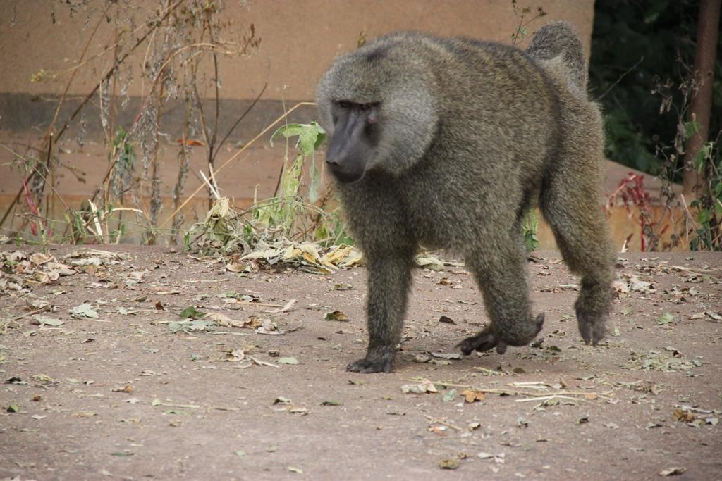 Ngorongoro Conservation Area. Andrey Filippov Photographer