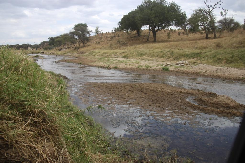 Tarangire National Park Tanzania. Andrey Filippov Photographer