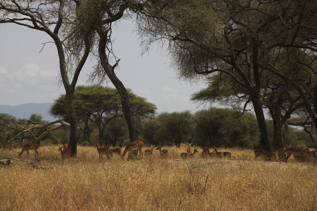 Tarangire National Park Tanzania. Andrey Filippov Photographer