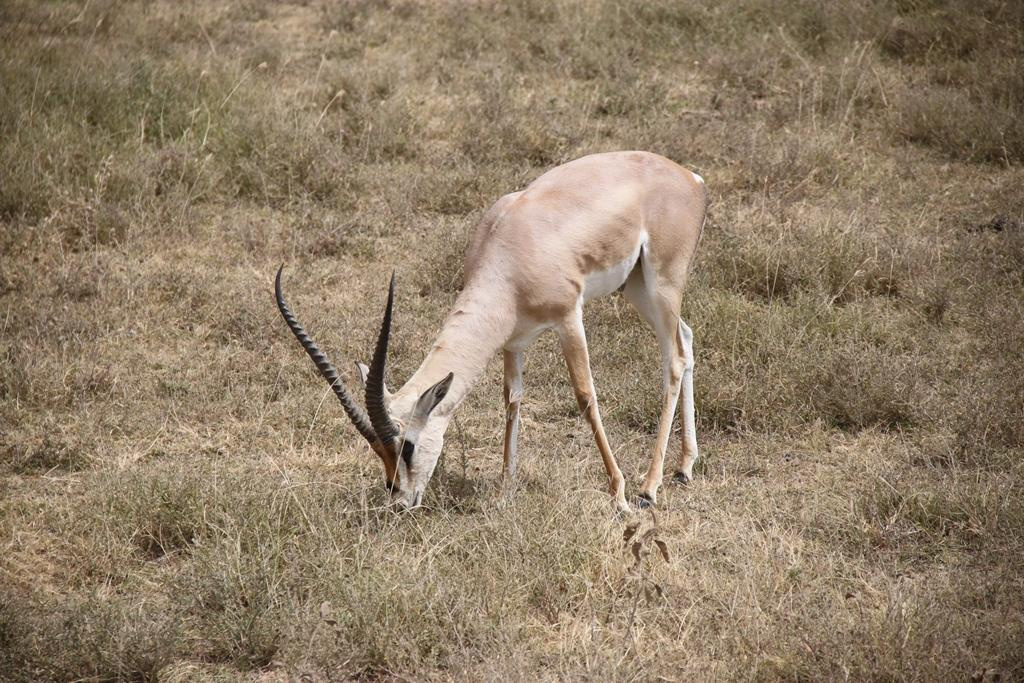 Ngorongoro Conservation Area. Andrey Filippov Photographer